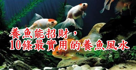 養蝦招財|養魚能招財，10條最實用的養魚風水（你一定要知道）。